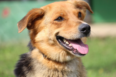 Kyra – zu viel Hund für halbe Sachen