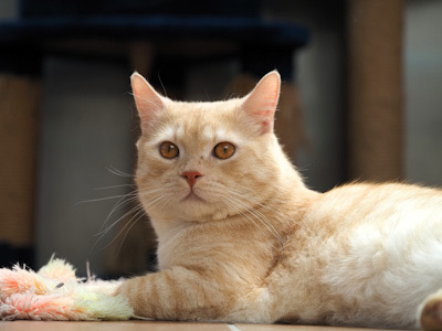 Ezrael – Garfield-Look, eigenes Drehbuch